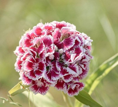 Carnation Turkish Glory  - Dianthus 